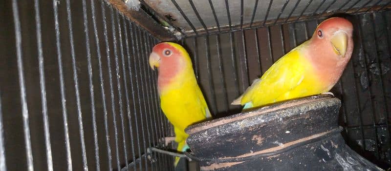 lovebird active and healthy piyear 3