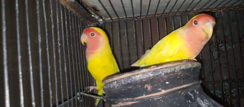 lovebird active and healthy piyear 4