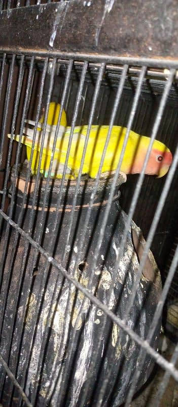 lovebird active and healthy piyear 5