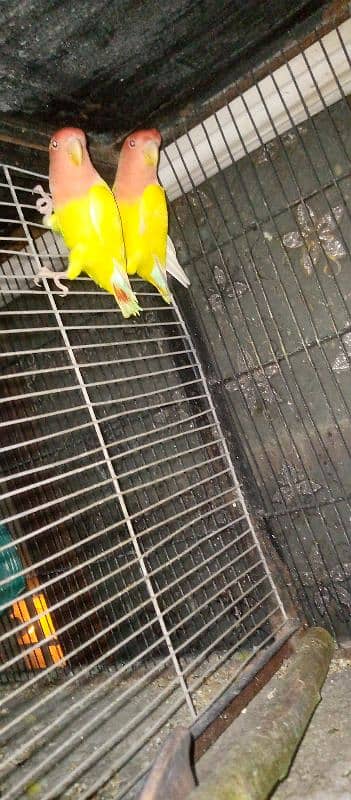 lovebird active and healthy piyear 6