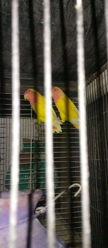 lovebird active and healthy piyear 7