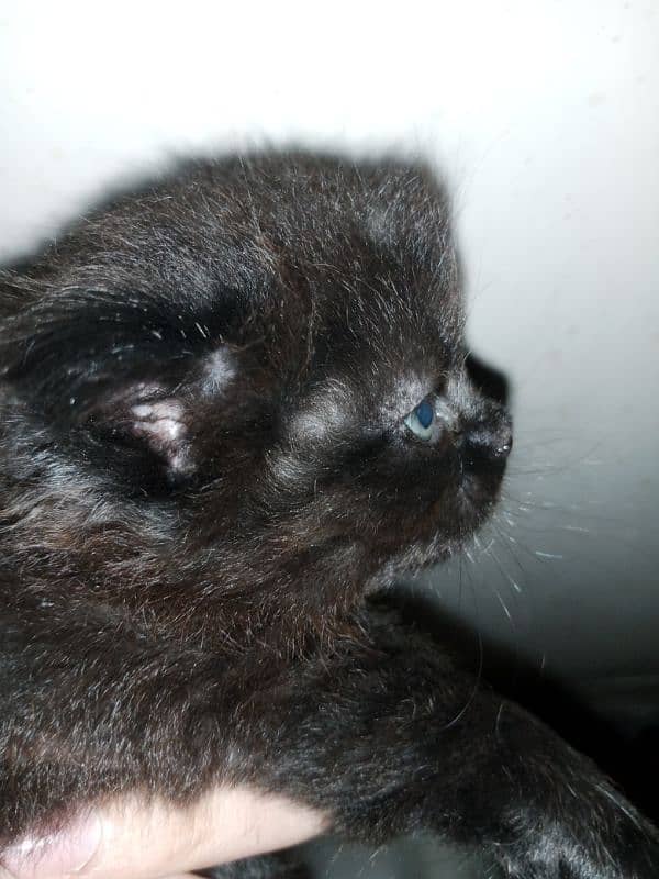 Kittens Available Age 45 Day's. . . Litter Trained Healthy And Active 3