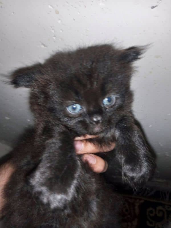 Kittens Available Age 45 Day's. . . Litter Trained Healthy And Active 4