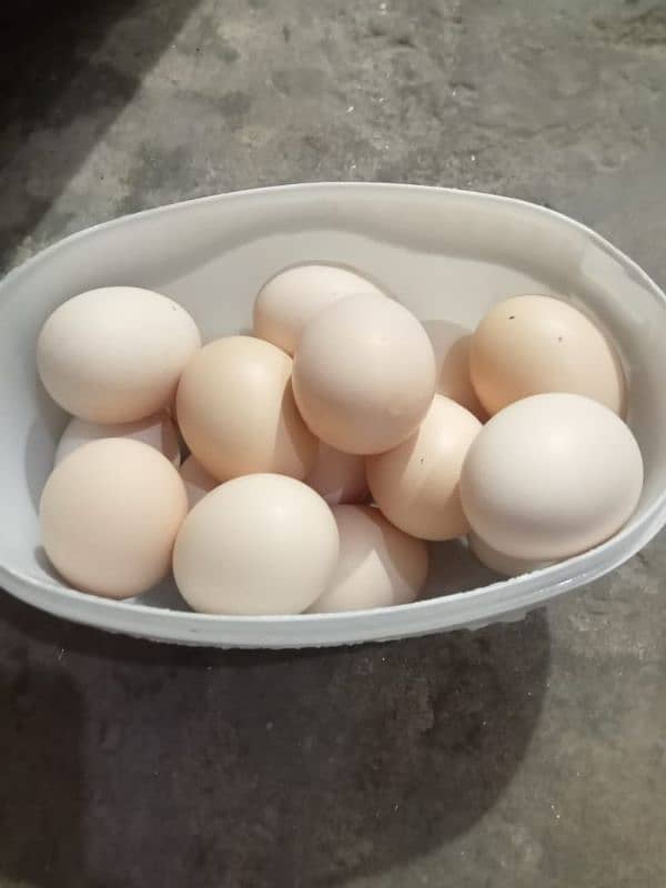 egg letting hens 5