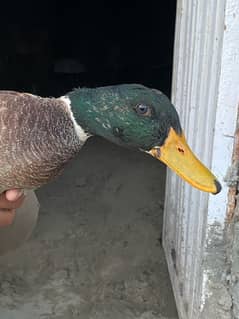 :  :Pair of Ducks for Sale – Cute, Healthy & Ready for a New Home!