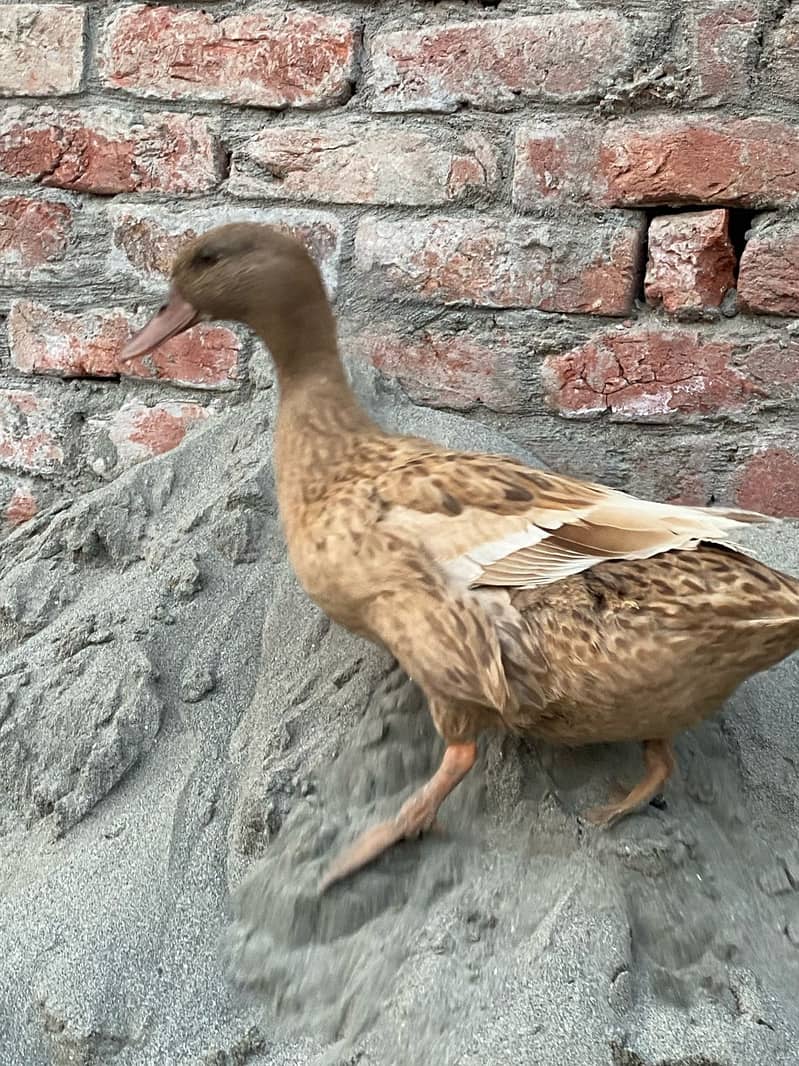 :  :Pair of Ducks for Sale – Cute, Healthy & Ready for a New Home! 2