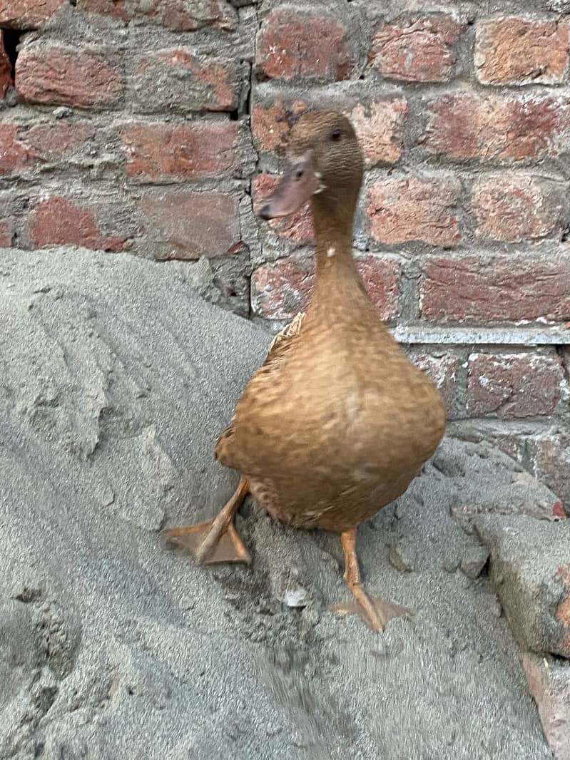 :  :Pair of Ducks for Sale – Cute, Healthy & Ready for a New Home! 3