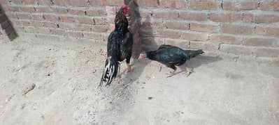 Aseel pair for sale lasani cross