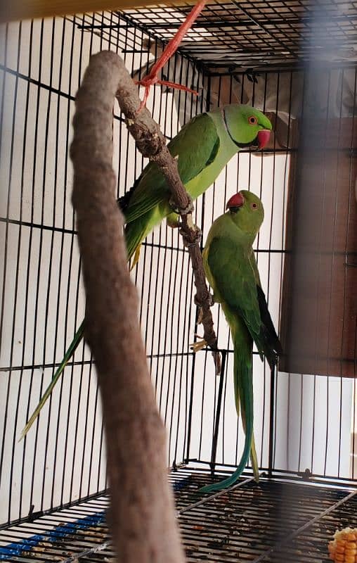 Ringneck / Albino red eye / Decino / Masked lovebirds / Opaline Fisher 0