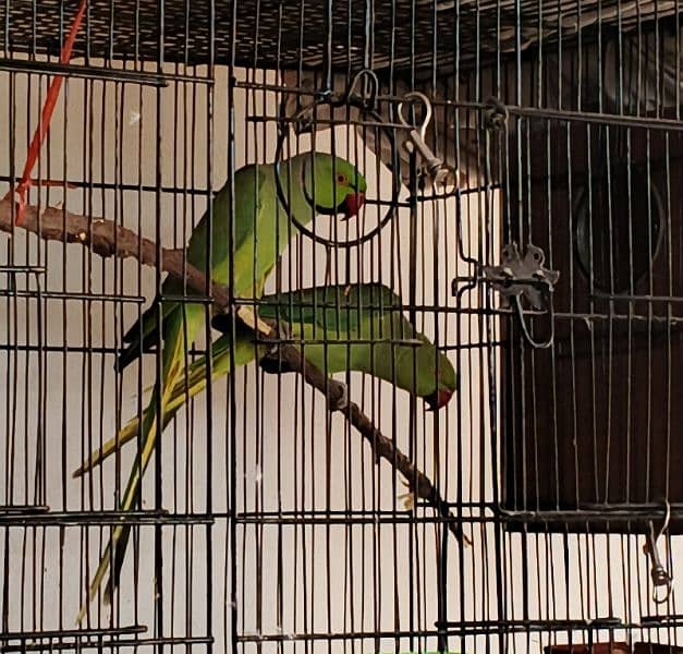 Ringneck / Albino red eye / Decino / Masked lovebirds / Opaline Fisher 1