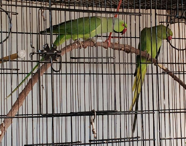 Ringneck / Albino red eye / Decino / Masked lovebirds / Opaline Fisher 2