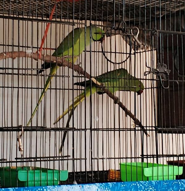 Ringneck / Albino red eye / Decino / Masked lovebirds / Opaline Fisher 3