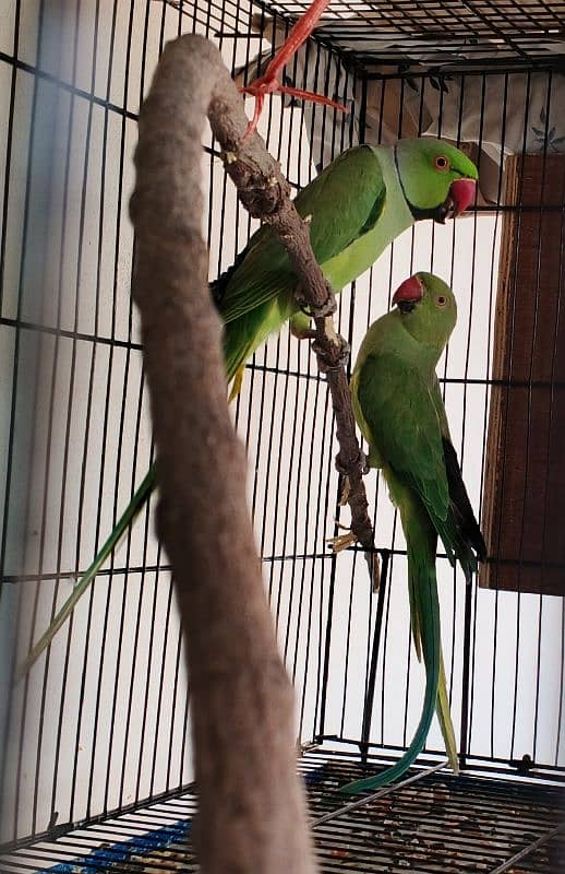 Ringneck / Albino red eye / Decino / Masked lovebirds / Opaline Fisher 4