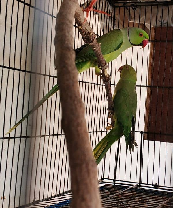 Ringneck / Albino red eye / Decino / Masked lovebirds / Opaline Fisher 5