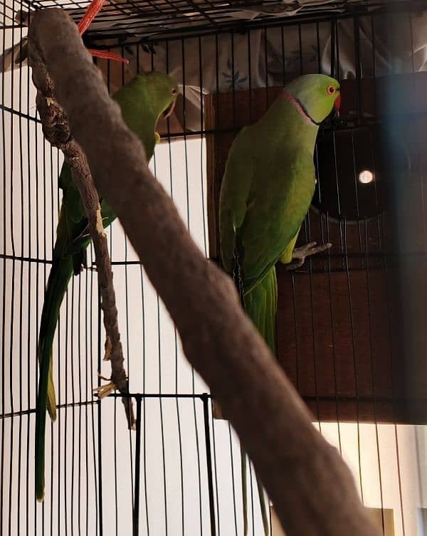 Ringneck / Albino red eye / Decino / Masked lovebirds / Opaline Fisher 6