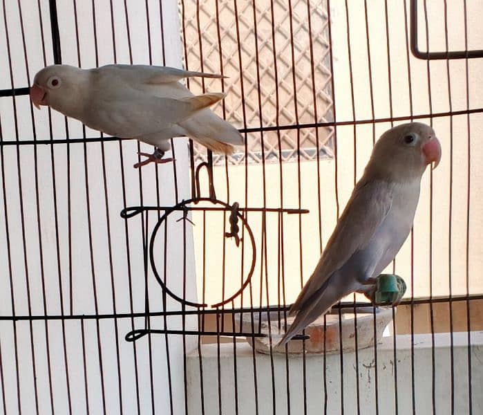 Ringneck / Albino red eye / Decino / Masked lovebirds / Opaline Fisher 7