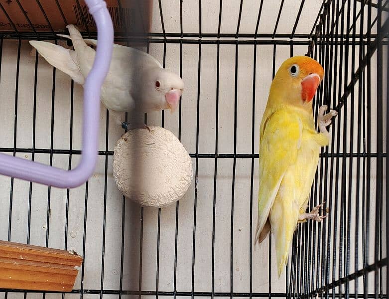 Ringneck / Albino red eye / Decino / Masked lovebirds / Opaline Fisher 8