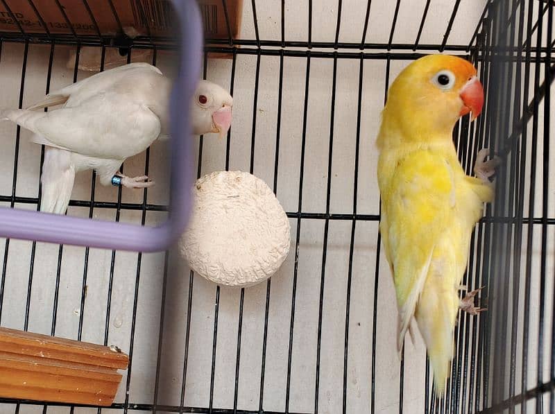 Ringneck / Albino red eye / Decino / Masked lovebirds / Opaline Fisher 9