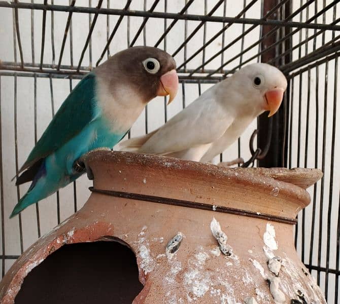 Ringneck / Albino red eye / Decino / Masked lovebirds / Opaline Fisher 10