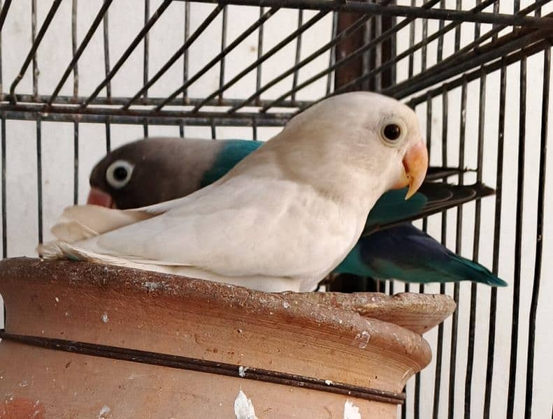 Ringneck / Albino red eye / Decino / Masked lovebirds / Opaline Fisher 11