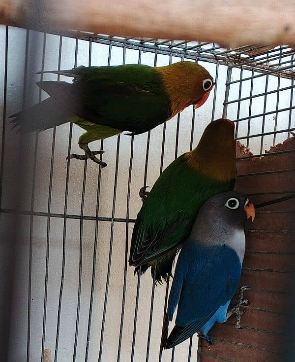 Ringneck / Albino red eye / Decino / Masked lovebirds / Opaline Fisher 12