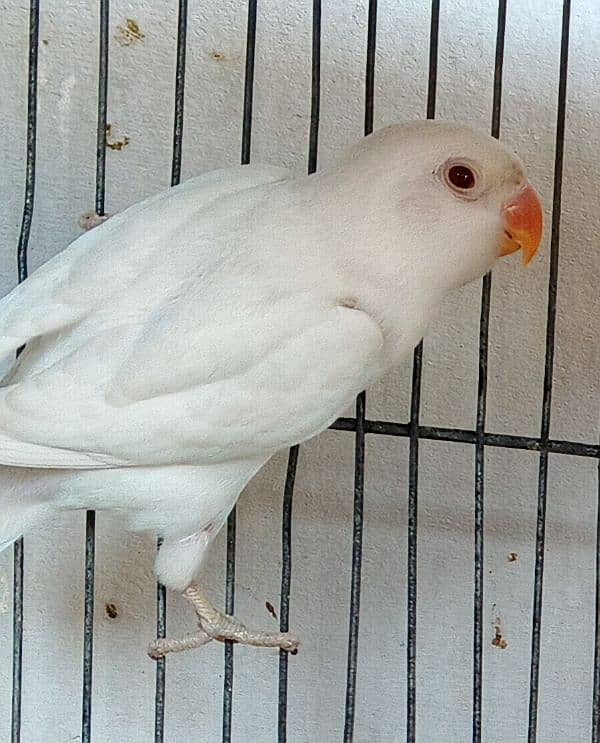 Ringneck / Albino red eye / Decino / Masked lovebirds / Opaline Fisher 13