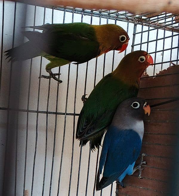 Ringneck / Albino red eye / Decino / Masked lovebirds / Opaline Fisher 14