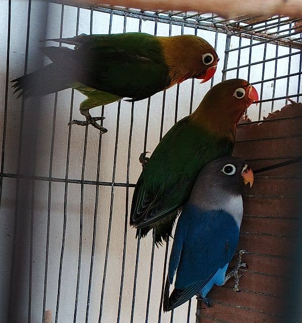 Ringneck / Albino red eye / Decino / Masked lovebirds / Opaline Fisher 15