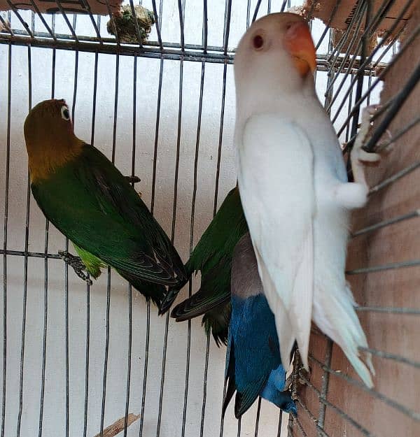 Ringneck / Albino red eye / Decino / Masked lovebirds / Opaline Fisher 16