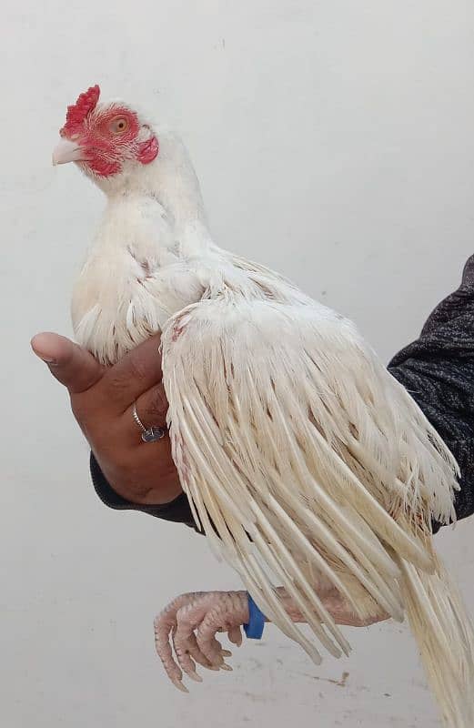 Aseel hens for sale 1