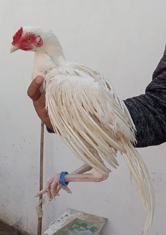 Aseel hens for sale 2