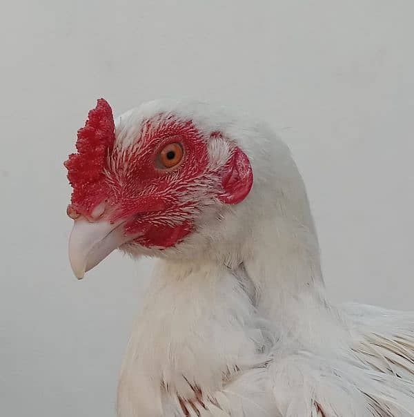 Aseel hens for sale 3