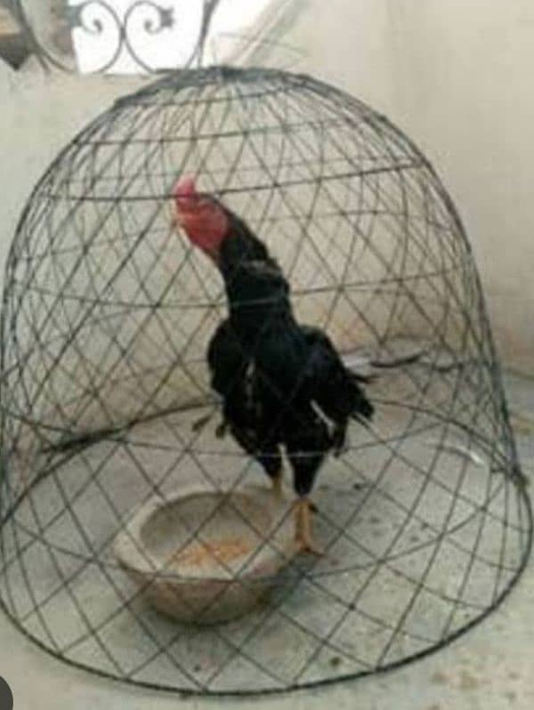 hen cage for sale 0