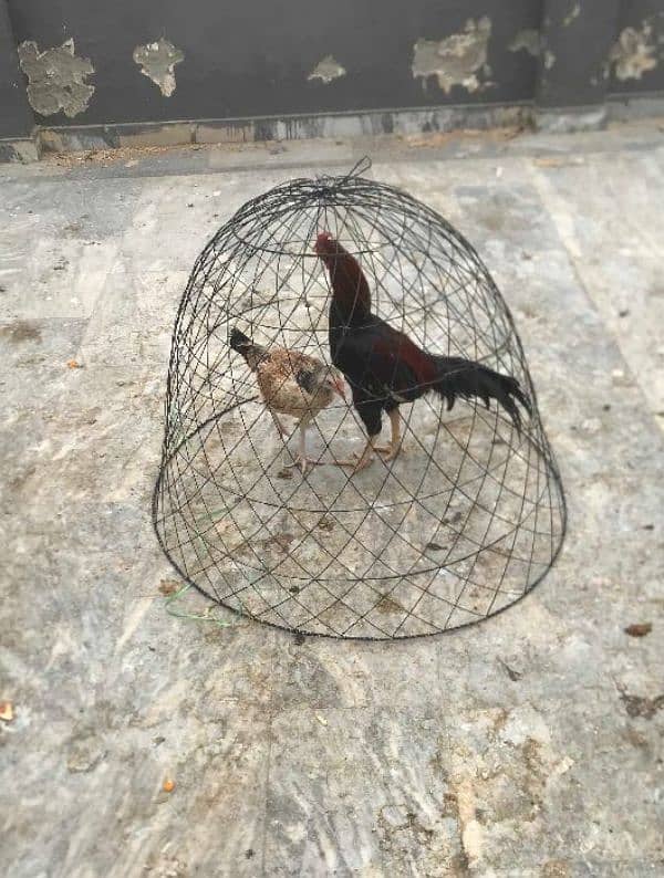 hen cage for sale 2