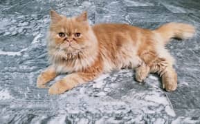 Brown Male Persian Cat