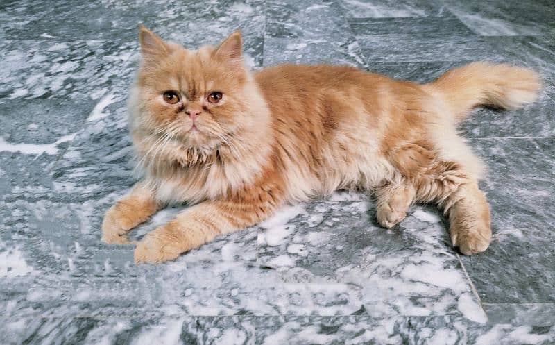 Brown Male Persian Cat 0