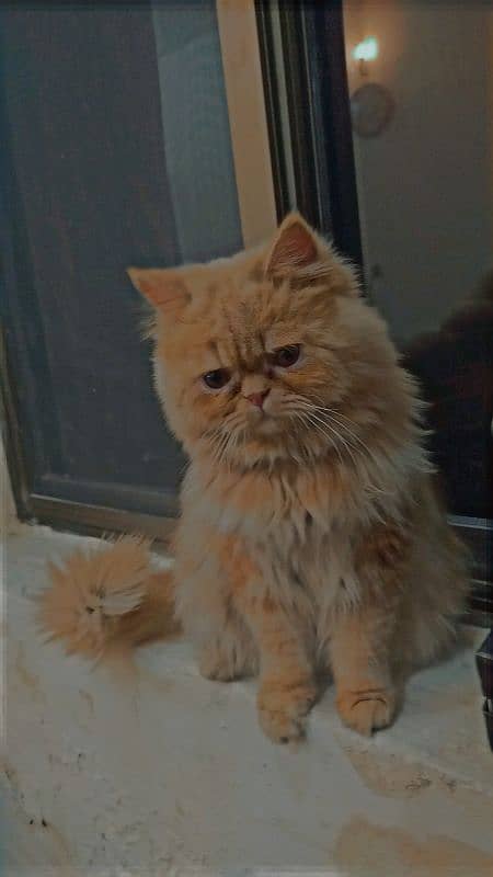 Brown Male Persian Cat 1