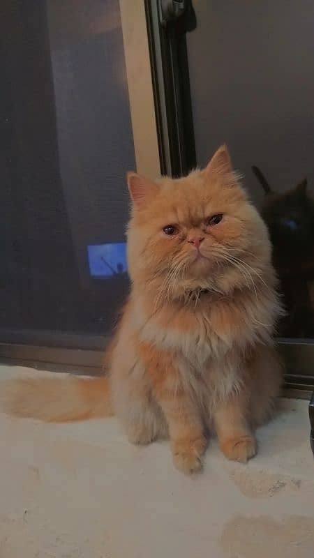 Brown Male Persian Cat 2