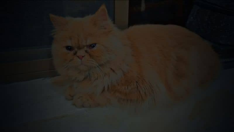 Brown Male Persian Cat 3