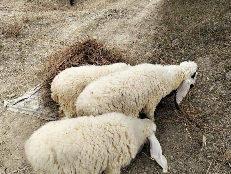 Mundra chatra |Chaki dumba |Sheep|kajla chatra 0