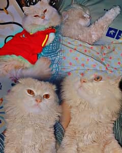 Persian Kittens/Punch Face/ Cats Kittens Male Female/