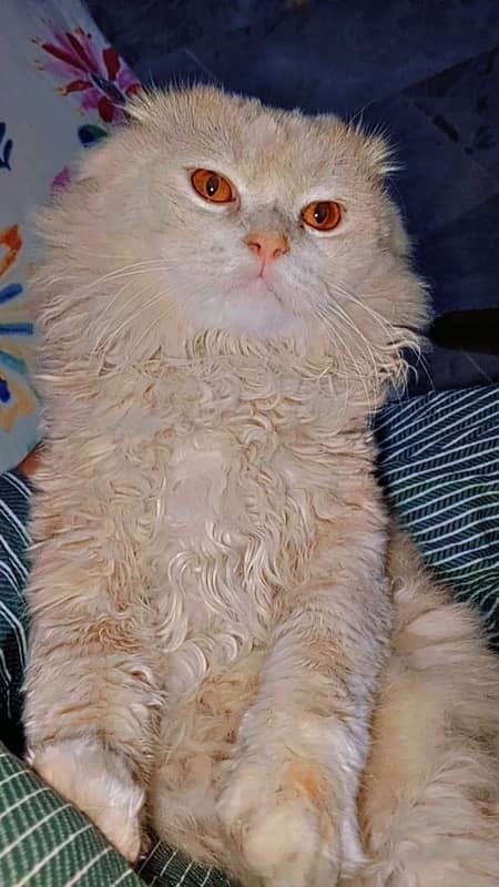 Persian Kittens/Punch Face/ Cats Kittens Male Female/ 3