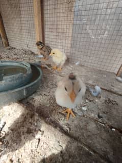 amroha chicks