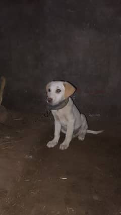 Labrador