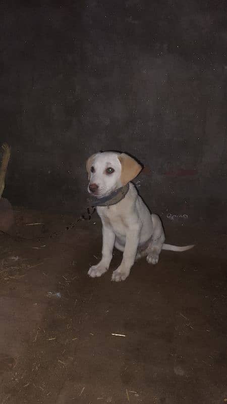 Labrador cross pointer puppy 03001736112 0