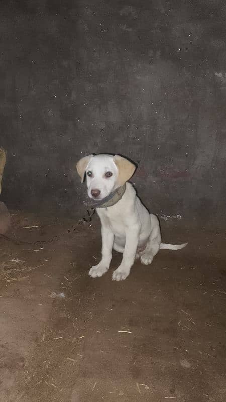 Labrador cross pointer puppy 03001736112 1