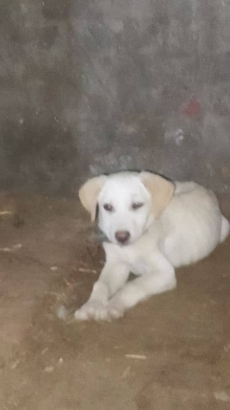 Labrador cross pointer puppy 03001736112 2