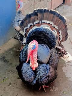 turkey bird only male