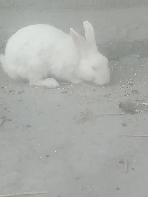 rabbit 4