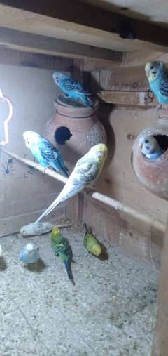 Budgies